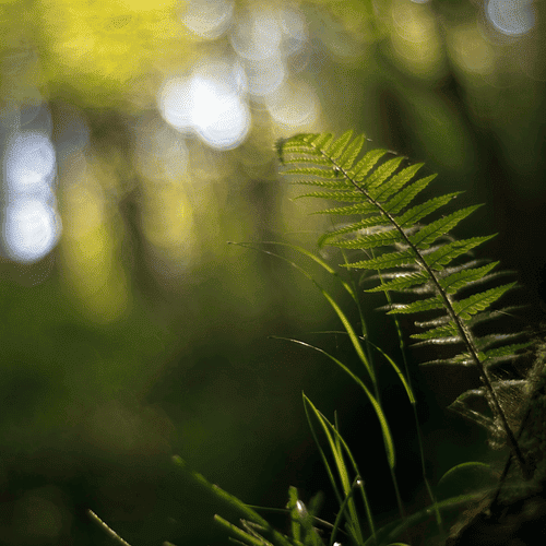 coaching nature éco-thérapie bain de forêt éco-psychologie trélissac dordogne détente stress dépression sérénité